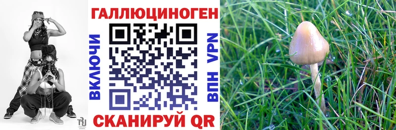 где можно купить   Петровск-Забайкальский  Псилоцибиновые грибы Psilocybine cubensis 